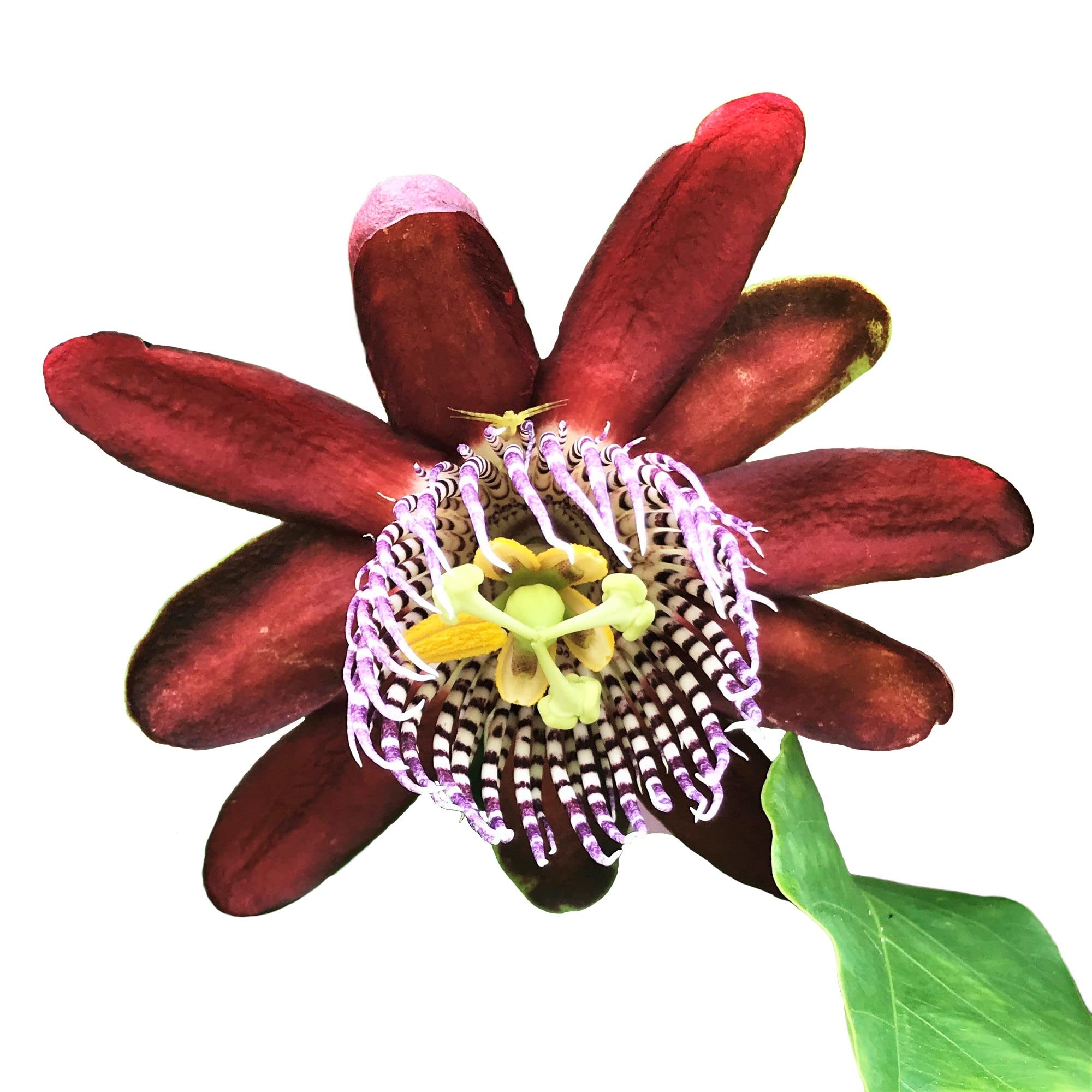 Passion Flower Ruby Glow