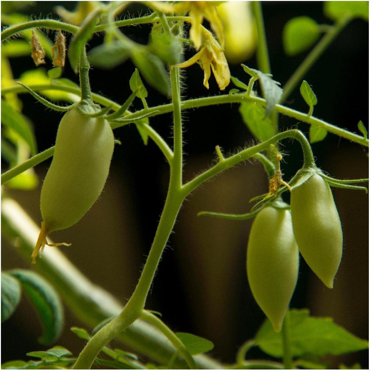 Everwilde Farms - 1 Oz Sausage Heirloom Tomato Seeds - Gold Vault