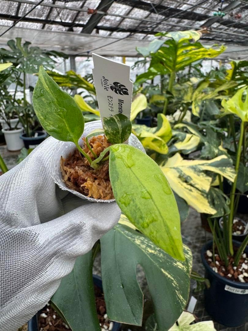 6モンステラ イ ーマリリン 黄斑入り 2寸ポリポット ネコポス