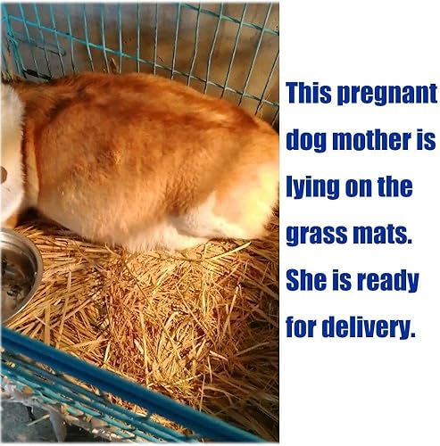 Miniatura 6 de Hamiledyi Tapete de hierba de conejo, paja natural, cama tejida para animales pequeños, tapete de heno para dormir, masticar, anidar y juguetes para