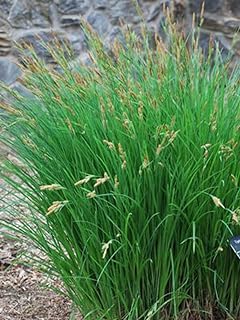 Perennial Farm Marketplace Carex stricta (Tussock Sedge) Ornamental Grass, Size-#1 Container, Green Foliage