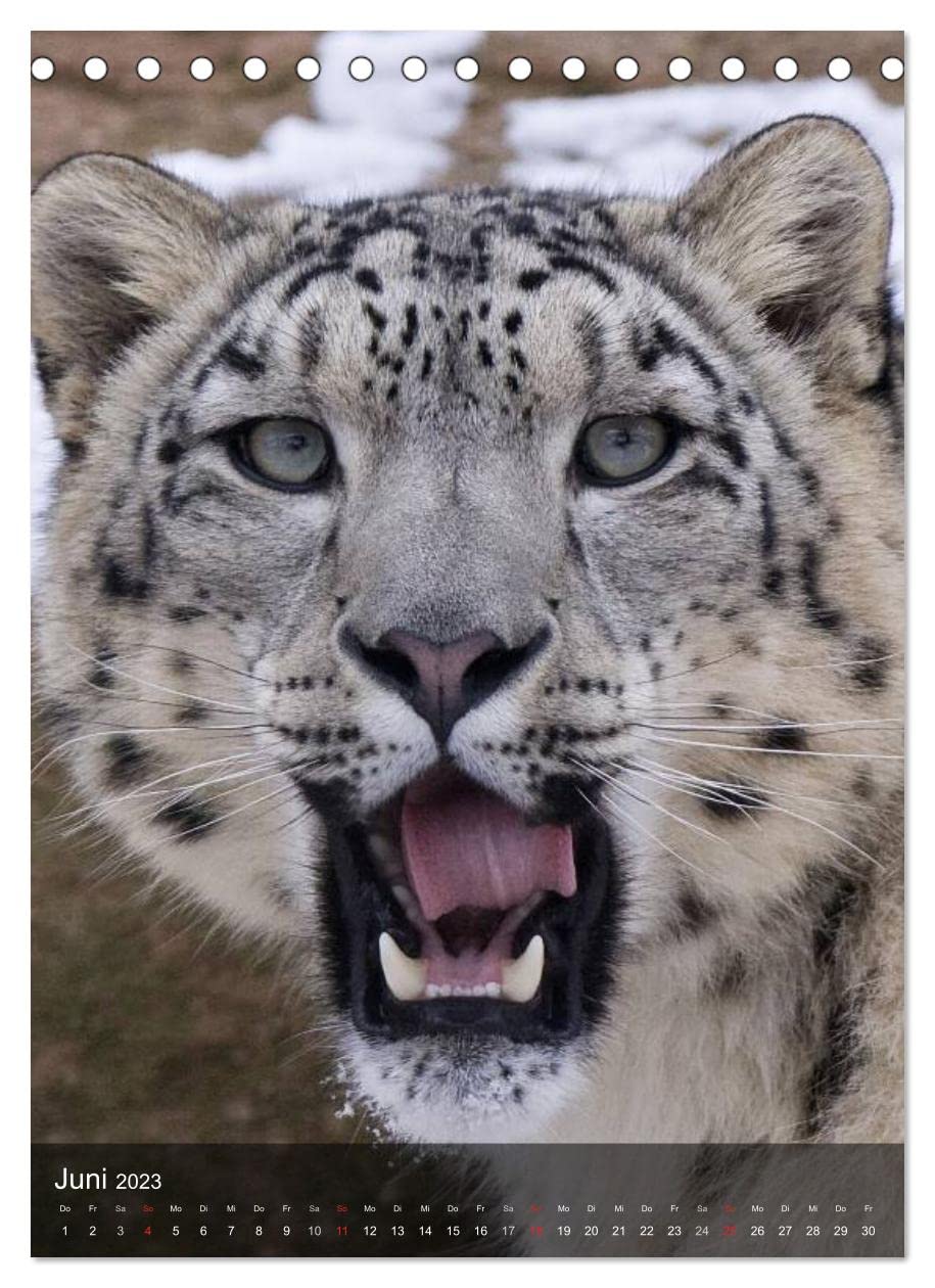 Großkatzen. Raubkatzengesichter (Tischkalender 2023 DIN A5 hoch): Die unbeschreiblich schönen Gesichter von Großkatzen sind immer wieder ein Freude. (Monatskalender, 14 Seiten ) (CALVENDO Tiere)