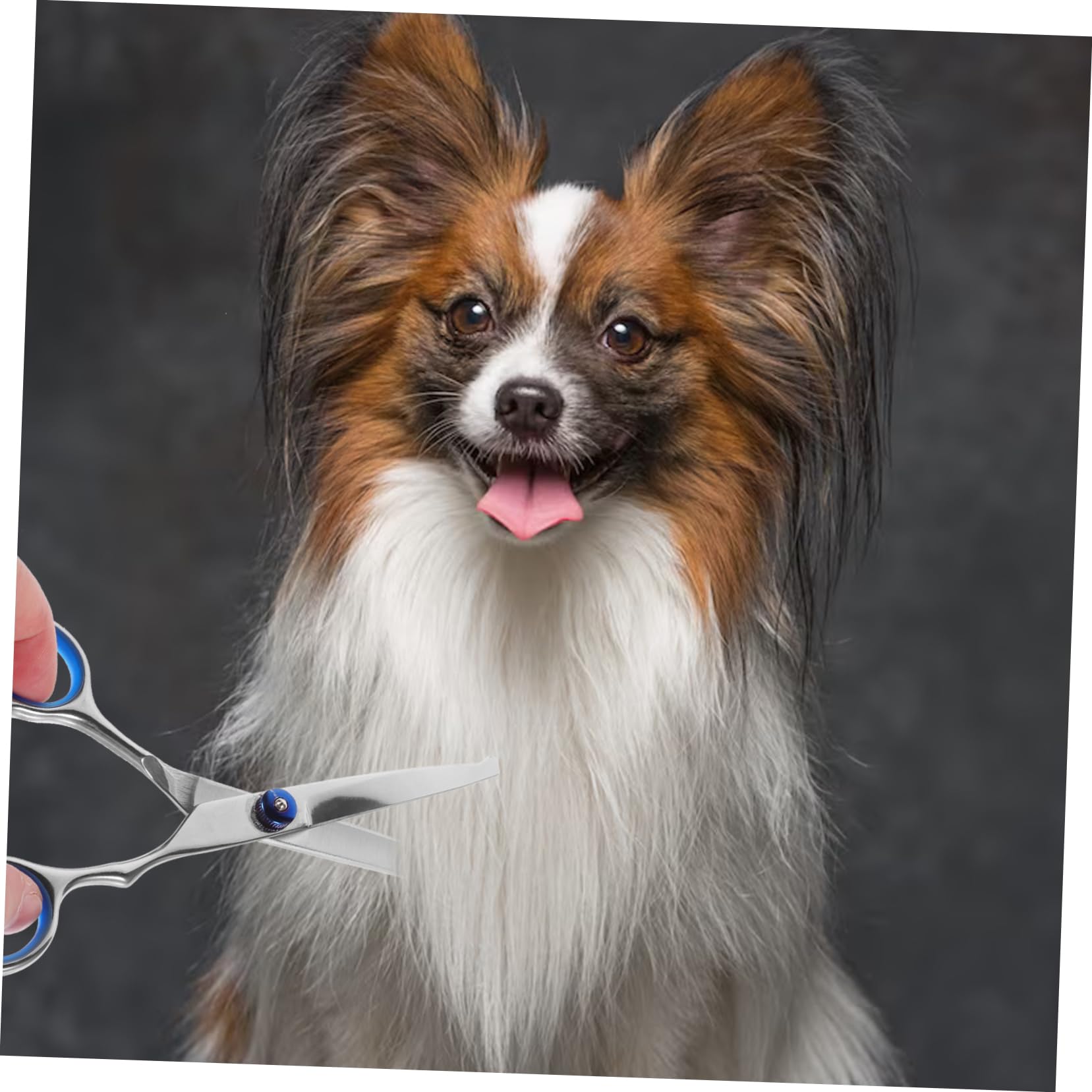 Sosoport 2pezzi Forbici Per Toelettatura Animali Con Testa Rotonda Forbici Professionali Per Del Pelo Di Cani e Gatti Ergonomiche Inossidabile Per Uso Domestico e Negozio Di Animali Argento
