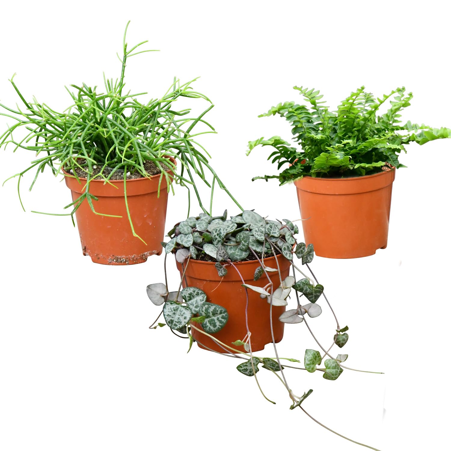 Green Me Up Babypflanzen Trio Hngepflanzen | Ceropegia woodii, Rhipsalis &  Nephrolepis | Ungiftige Pflanzen fr Katzen | Ideal fr Regal, Sideboard &  Fensterbank | frisch aus der Grtnerei : Amazon.de: Garten