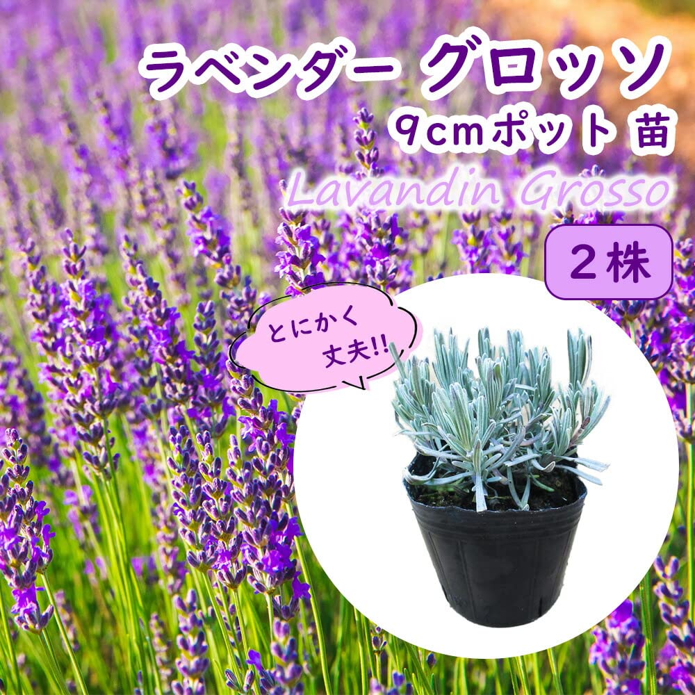 Amazon.co.jp: ラベンダー 苗 ラベンダー 「 グロッソ 」【 2株 】9cm 