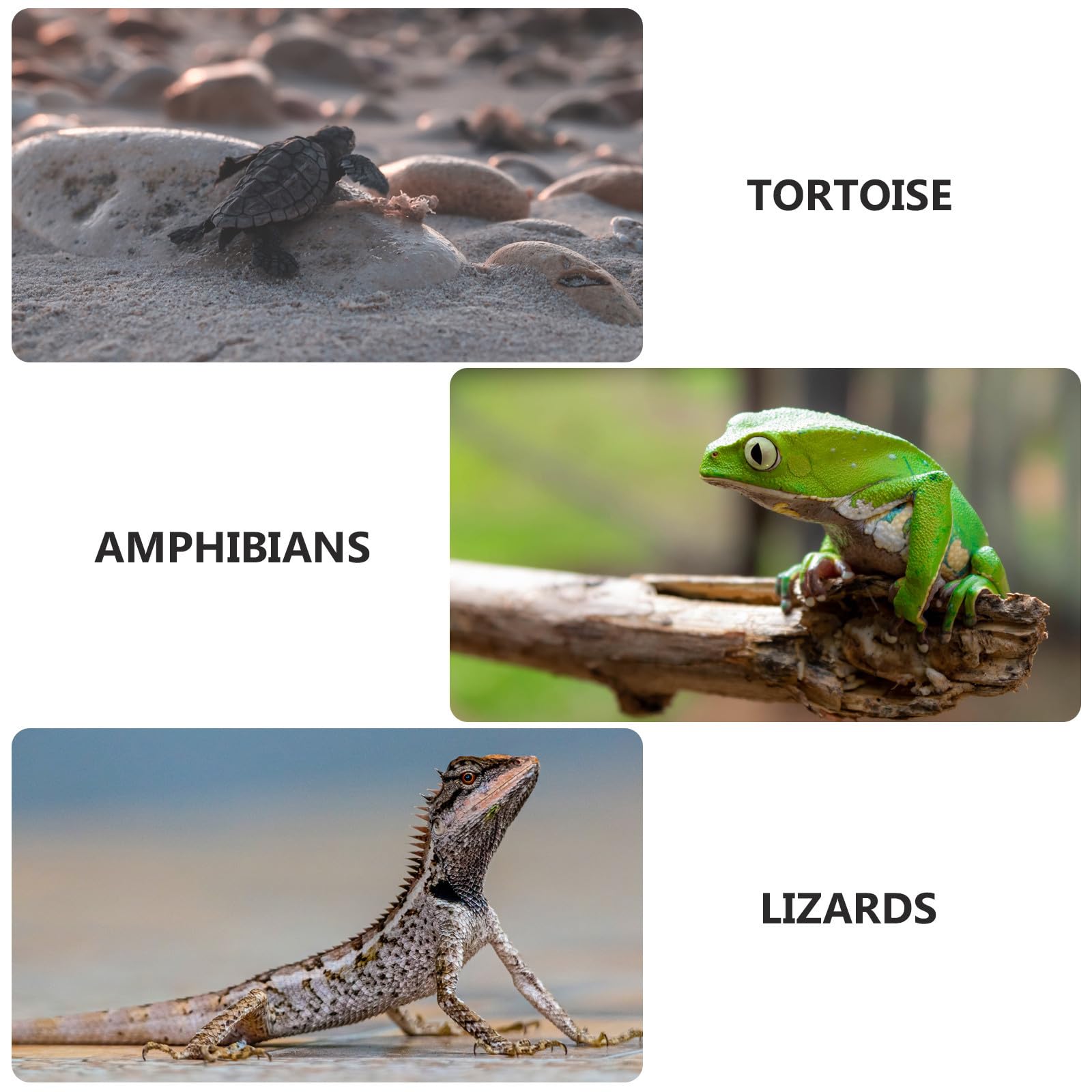 Reptilienunterkunft aus Kunstharz als Leichte Höhle für Wasserschildkröten | Dekoratives Terrarium, Multi Funktional Einsetzbar, Versteck für Terrarium Deko, Naturgetreue Form