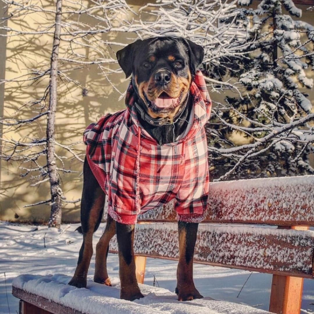Amazon.com : Spark Paws Dog Hoodie – Premium Dog Sweater for Small