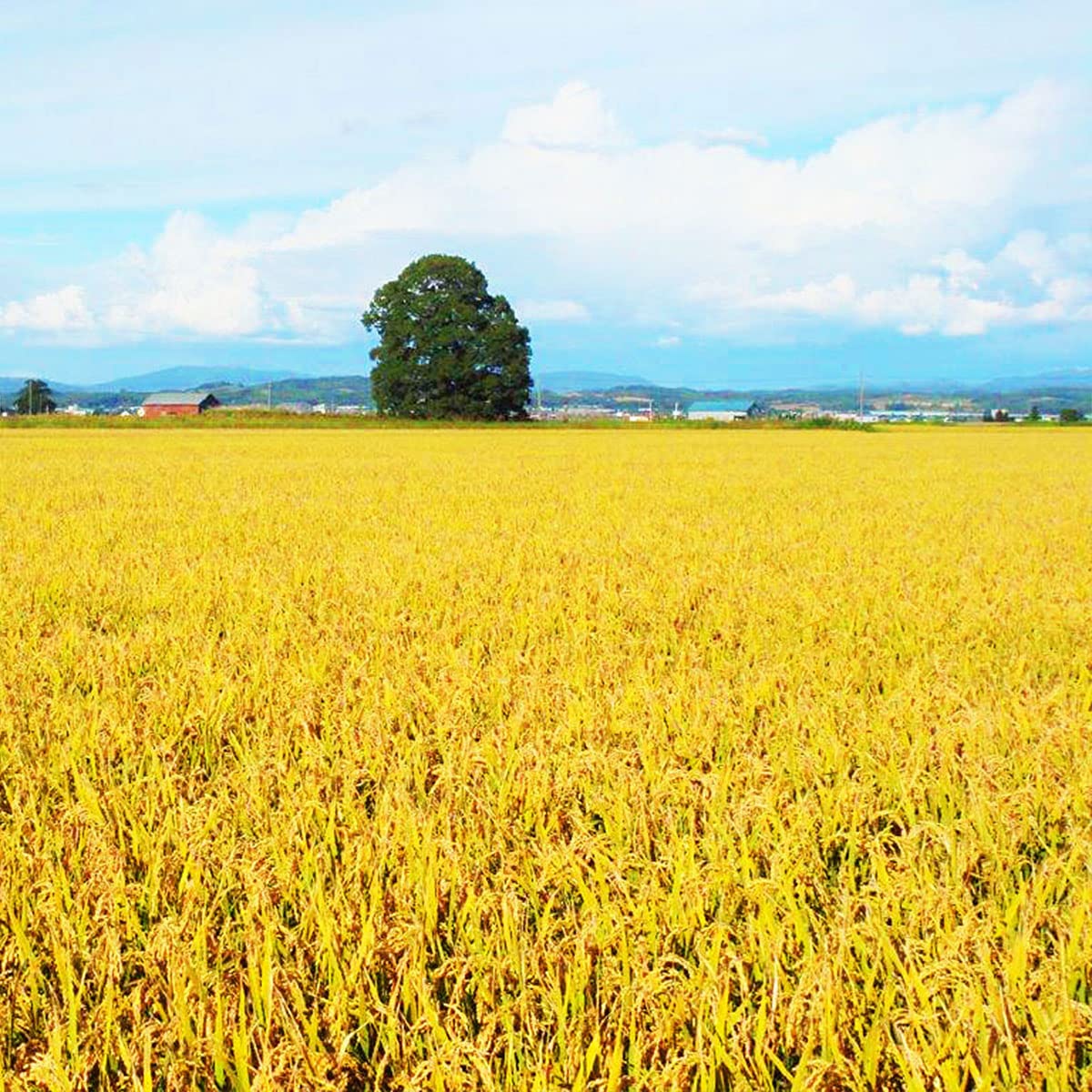 Amazon.co.jp: 精米 令和7年産 北海道産 白米 ゆめぴりか 20kg(5kg×4
