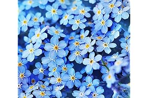 5000 Mazus Seeds for Ground Cover with Tulips