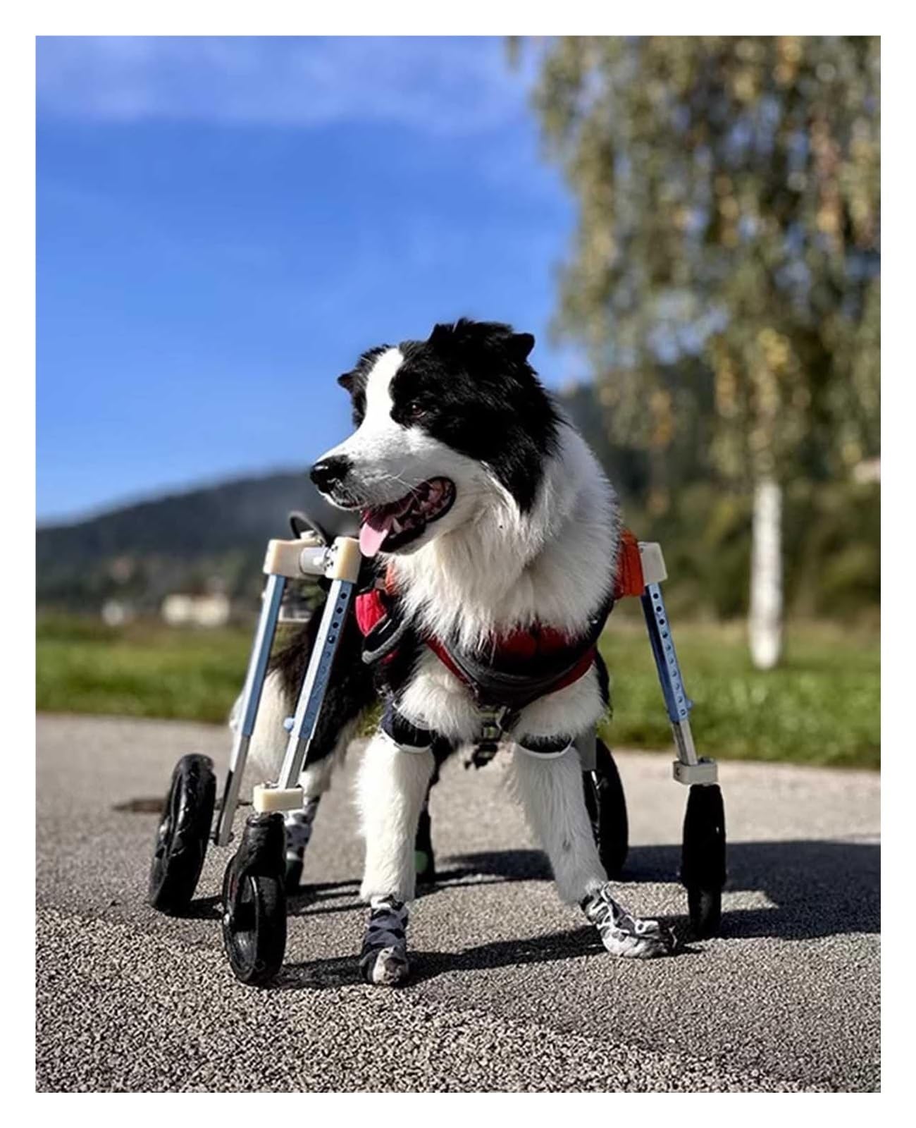 Chariot de mobilité réglable pour chien - Offrez une seconde vie à votre compagnon