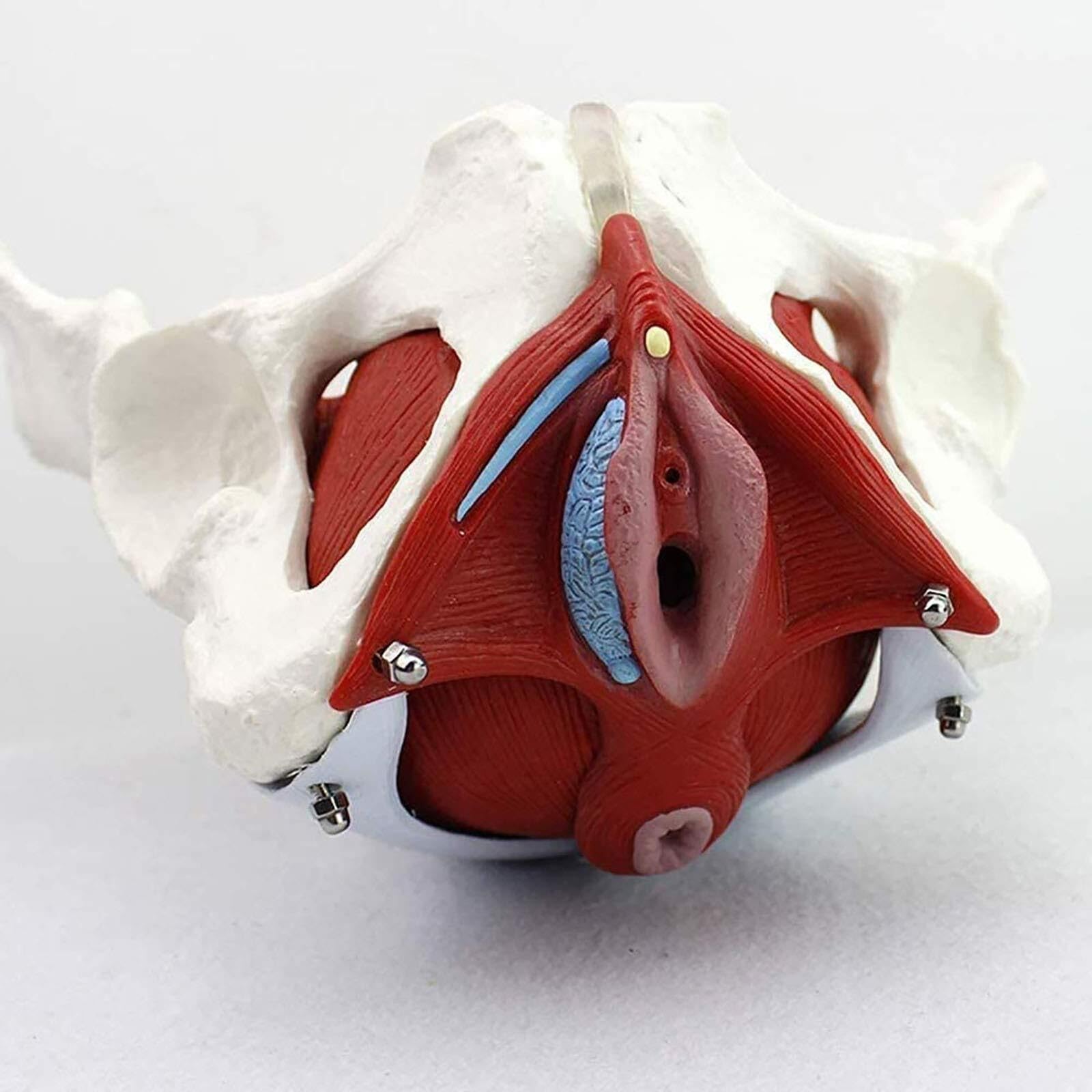 Modèle Anatomique Bassin Féminin Modèle Anatomique Médical Cadeau Gynécologie Et Muscles Amovibles Organes Pubiens Anatomie du Plancher Pelvien