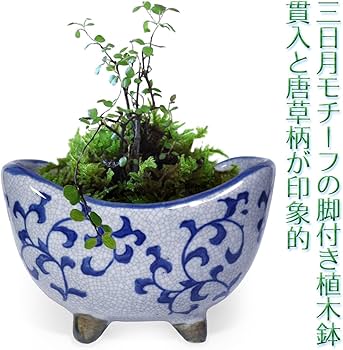 71fYSGDFr7L._AC_UF350,