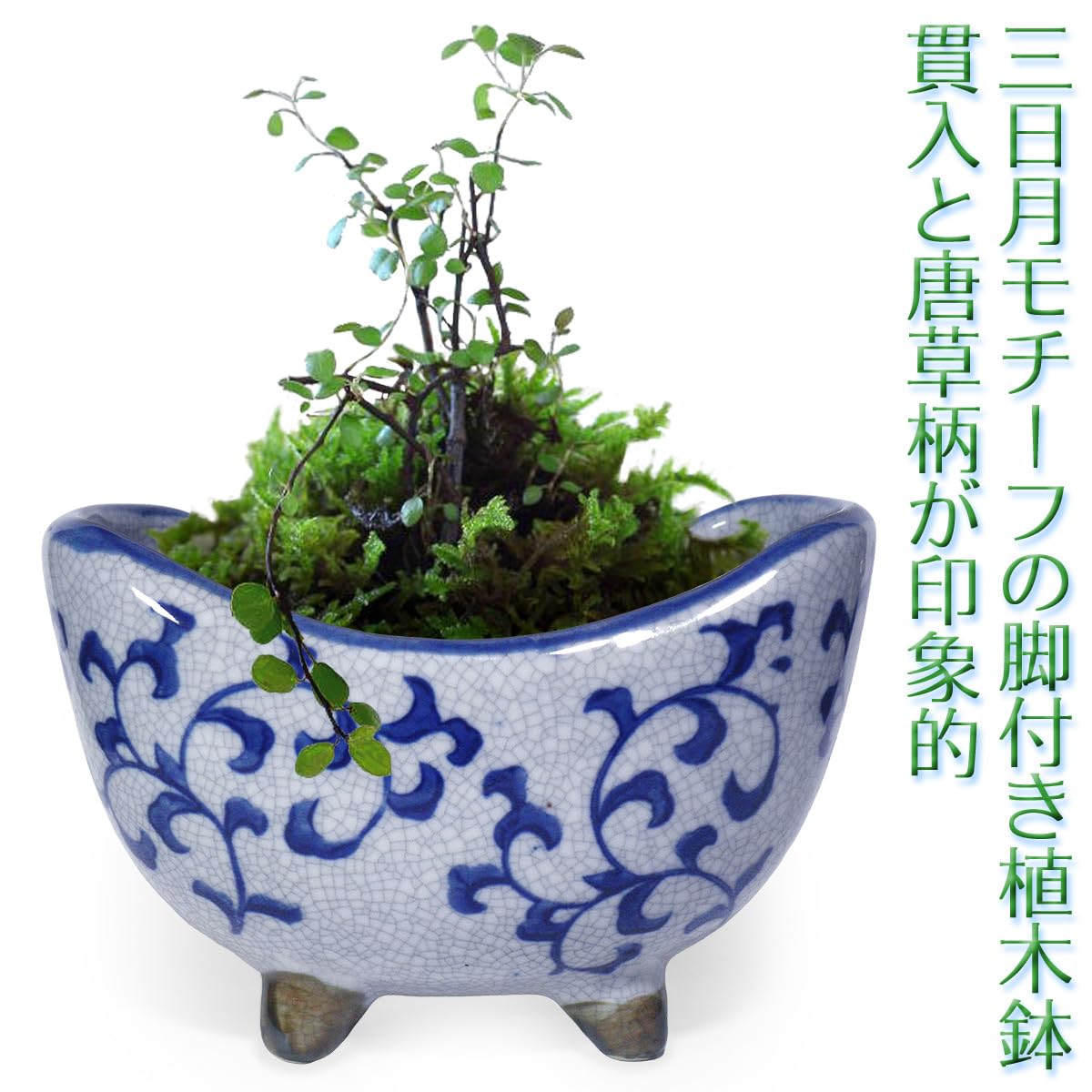 Amazon.co.jp: 植木鉢 陶器 三日月 脚付き おしゃれ 和風(唐草