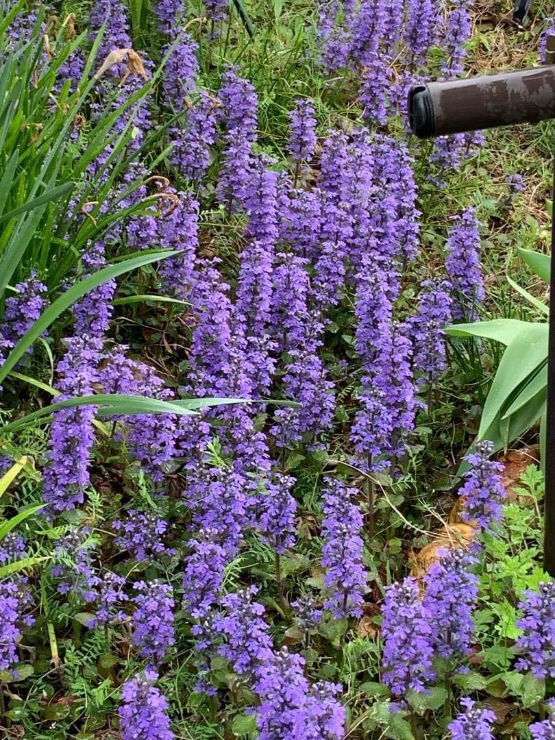 アジュガ苗 確認用 アジュガ苗 確認用 ajuga_s01.jpg