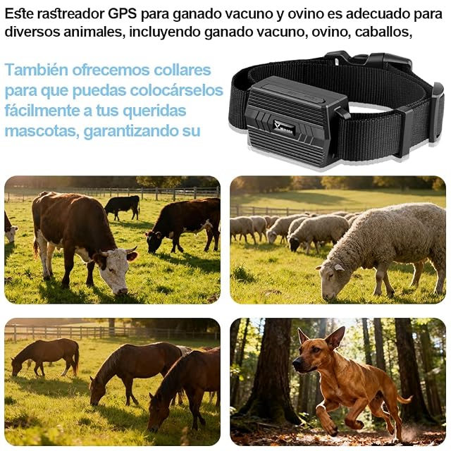 Foto 7 de 8 de Rastreador GPS con Collar para Perros, Caza, Ganado, Caballos