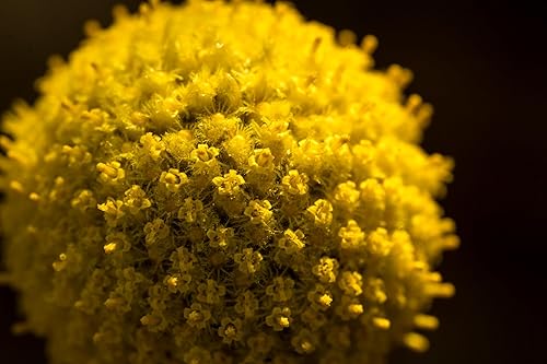 Miniatura 4 de Semillas orgánicas de Craspedia/Billy Buttons para plantar: flor perenne, flores amarillas - Paquete de 40 semillas