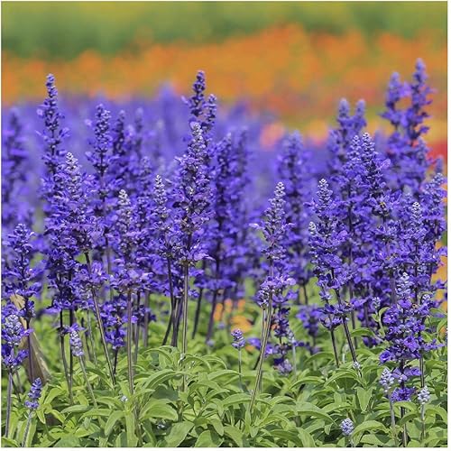 Miniatura 4 de Everwilde Farms - 1000 semillas de flores silvestres de salvia azul - Paquete de semillas jumbo Gold Vault