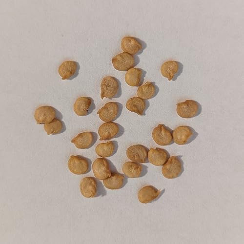 Miniatura 2 de PAPAW'S GARDEN SUPPLY LLC. HELPING THE NEXT GENERATION GROW! Hatch Valley - Semillas de pimiento picante de jalapeño amarillo, sin OMG, 1 paquete de