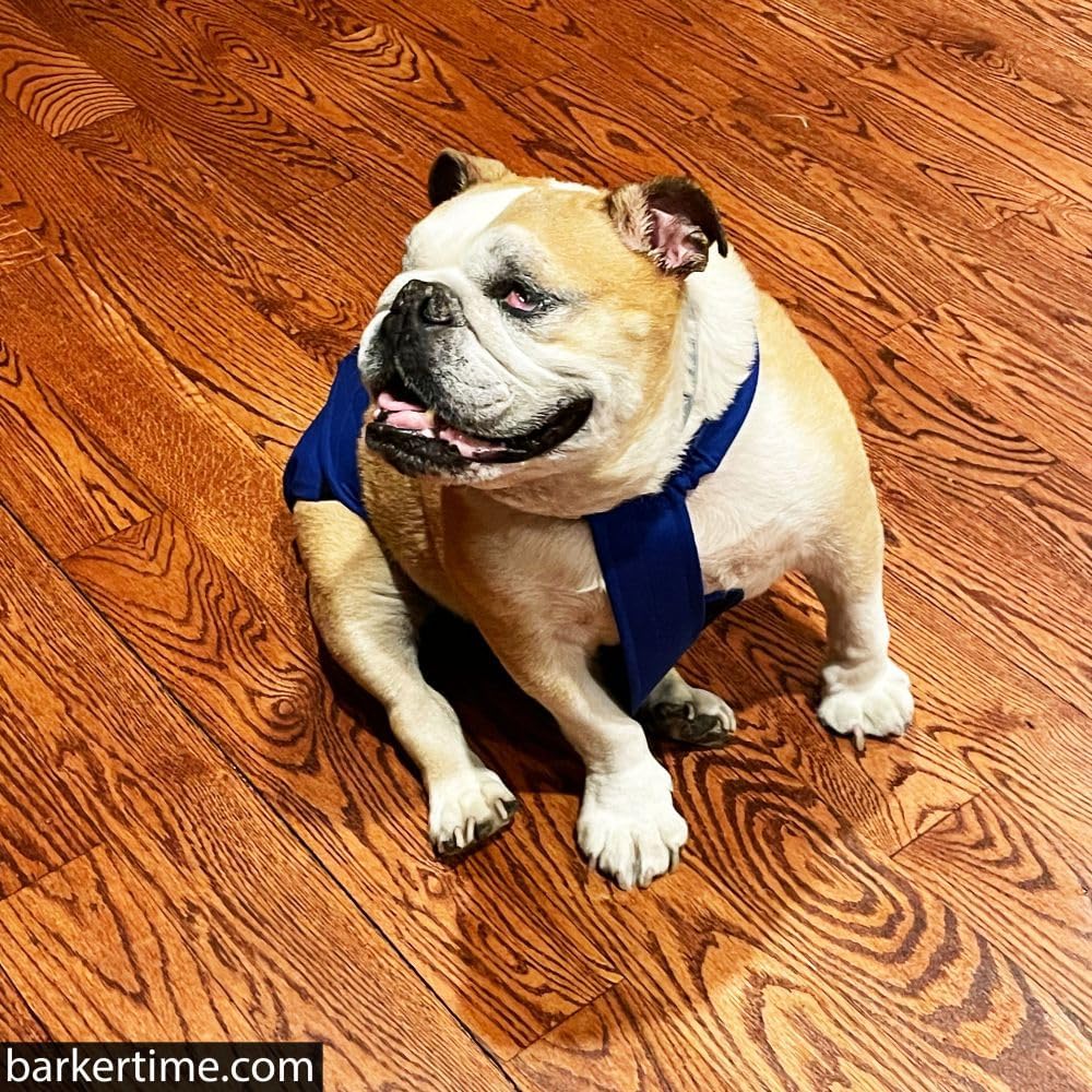 Royal Blue Dog Diaper Overall, S, Without Tail Hole - Made in USA
