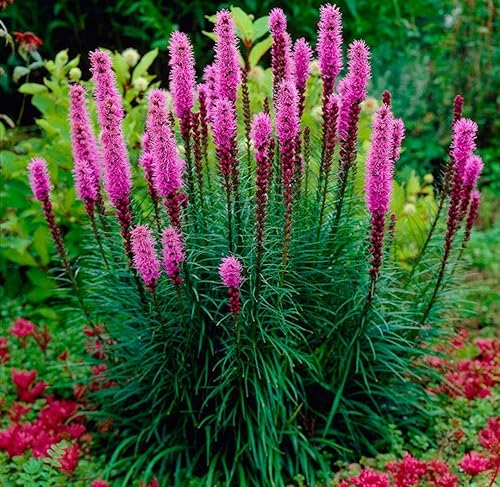 Miniatura 2 de Semillas Liatris Spikata Rosa (Estrella Ardiente)