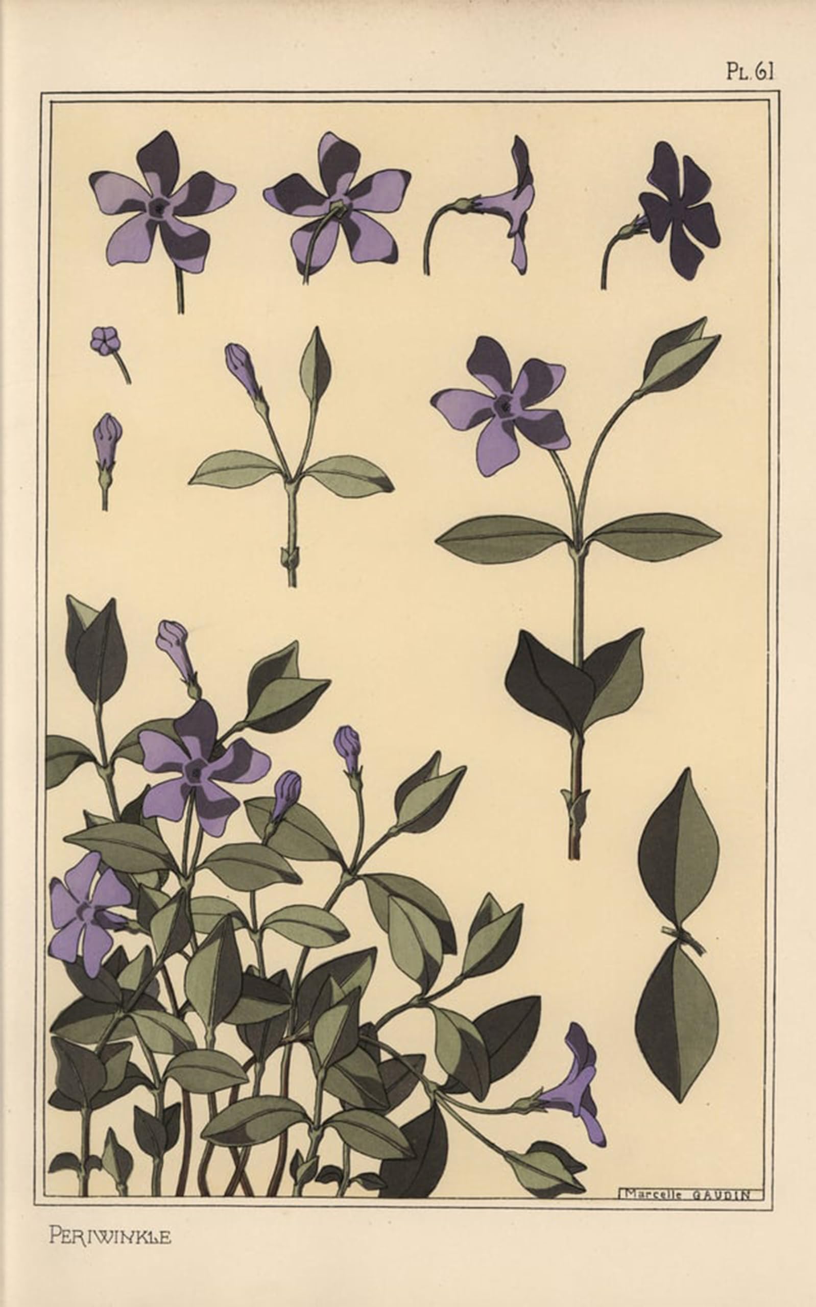 POSTERIIk Famous Modern Artwork Art Mural Periwinkle Botanical Study by Eugene Grasset Oil Paintings Pictures for Home Decor 60x90cm