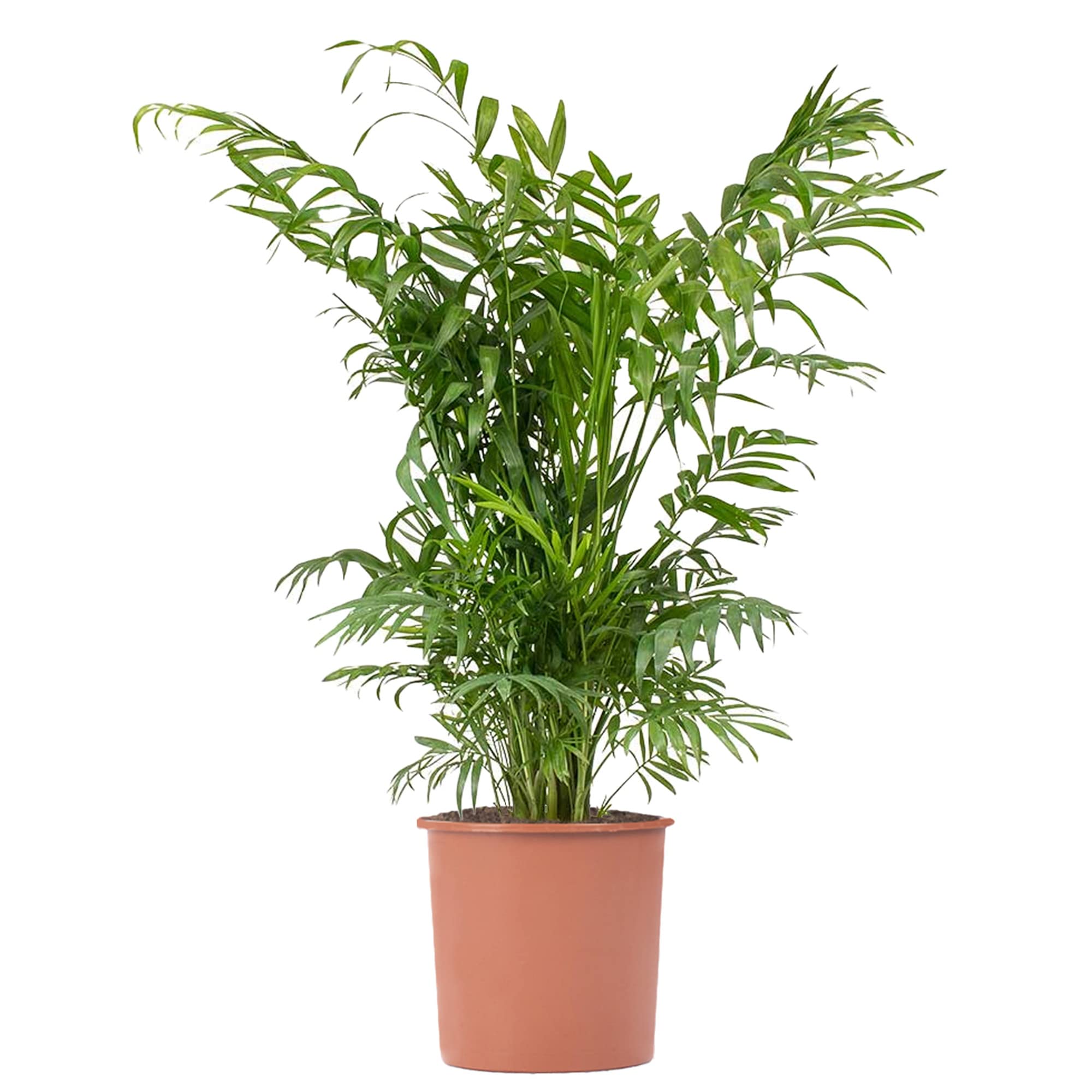 Parlour Palm Evergreen Indoor Houseplant | Tall Air Purifier for Home | Chamaedorea Elegans in Pot | 50-60cm (Incl. Pot)