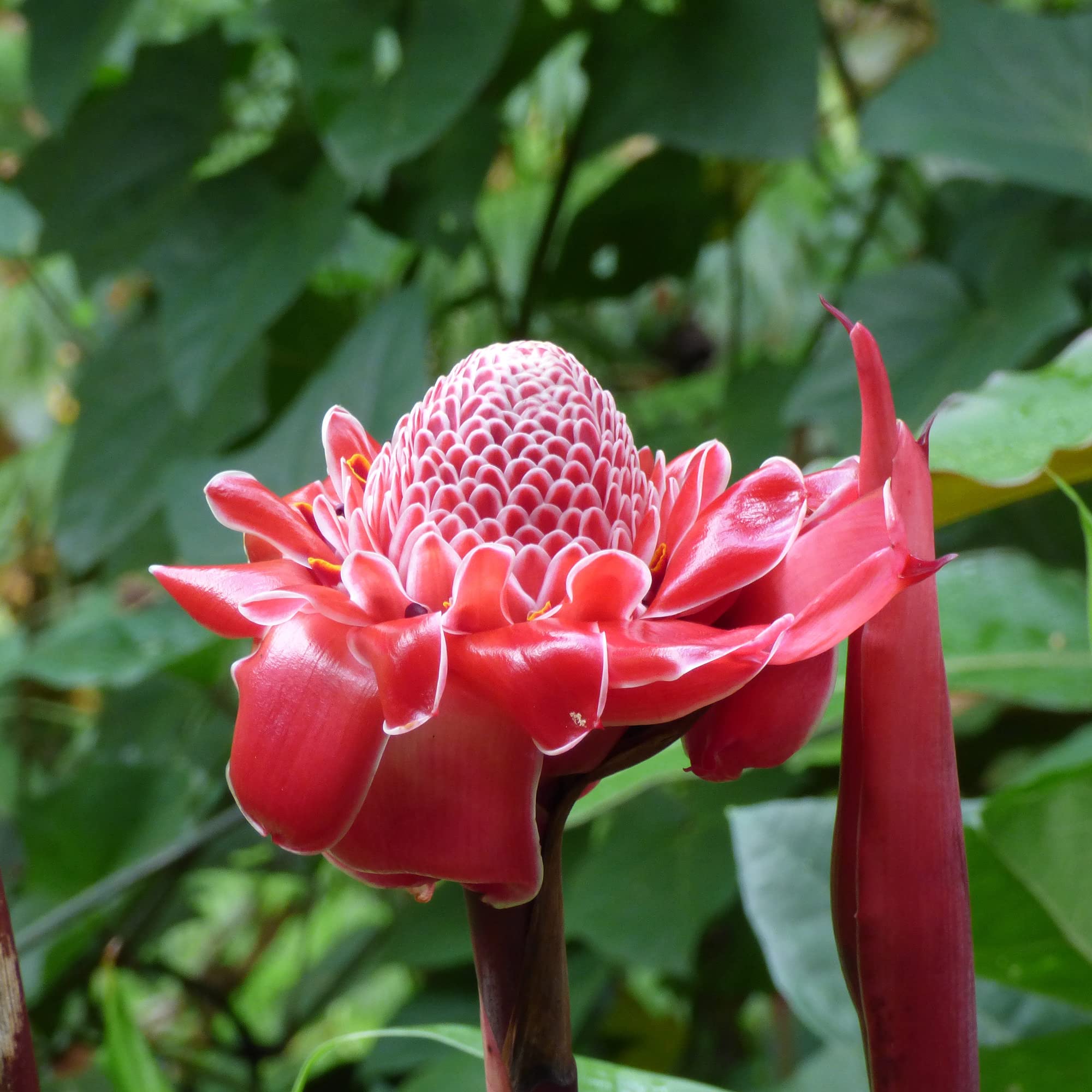 Red Torch Ginger Seeds Etlingera Elatior Tropical Flowering Plant Flowers Used in Decorative Arrangements Fragrant Garden Border Bed Outdoor 5Pcs Flower Seeds by YEGAOL Garden