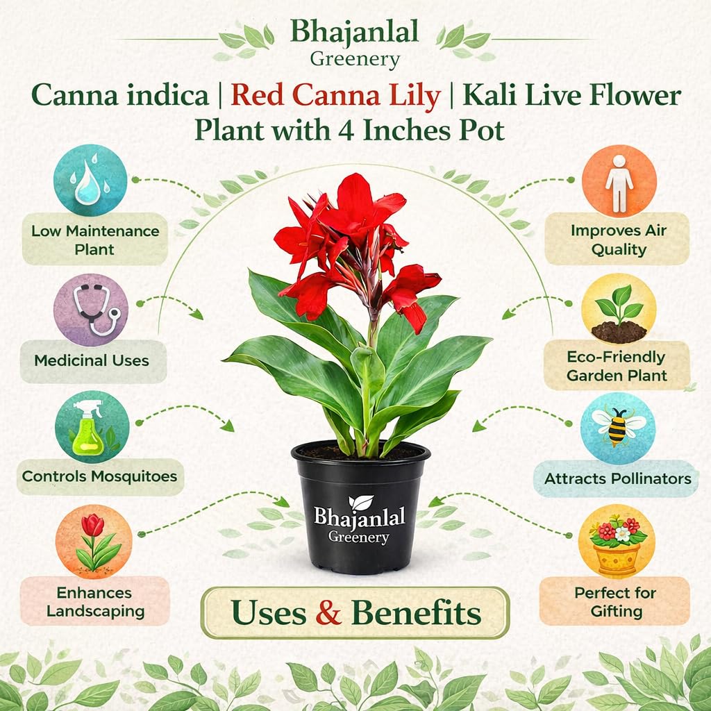 Red Canna Lily Plant - Easy Outdoor Flower -5