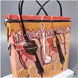 Study Model Educational Model Human Skin Tissue Structure Model Skin Anatomical Model Enlarged Model Human Skin and Hair Organ Anatomy Model Medical Teaching Model,Medical Models SaiFei
