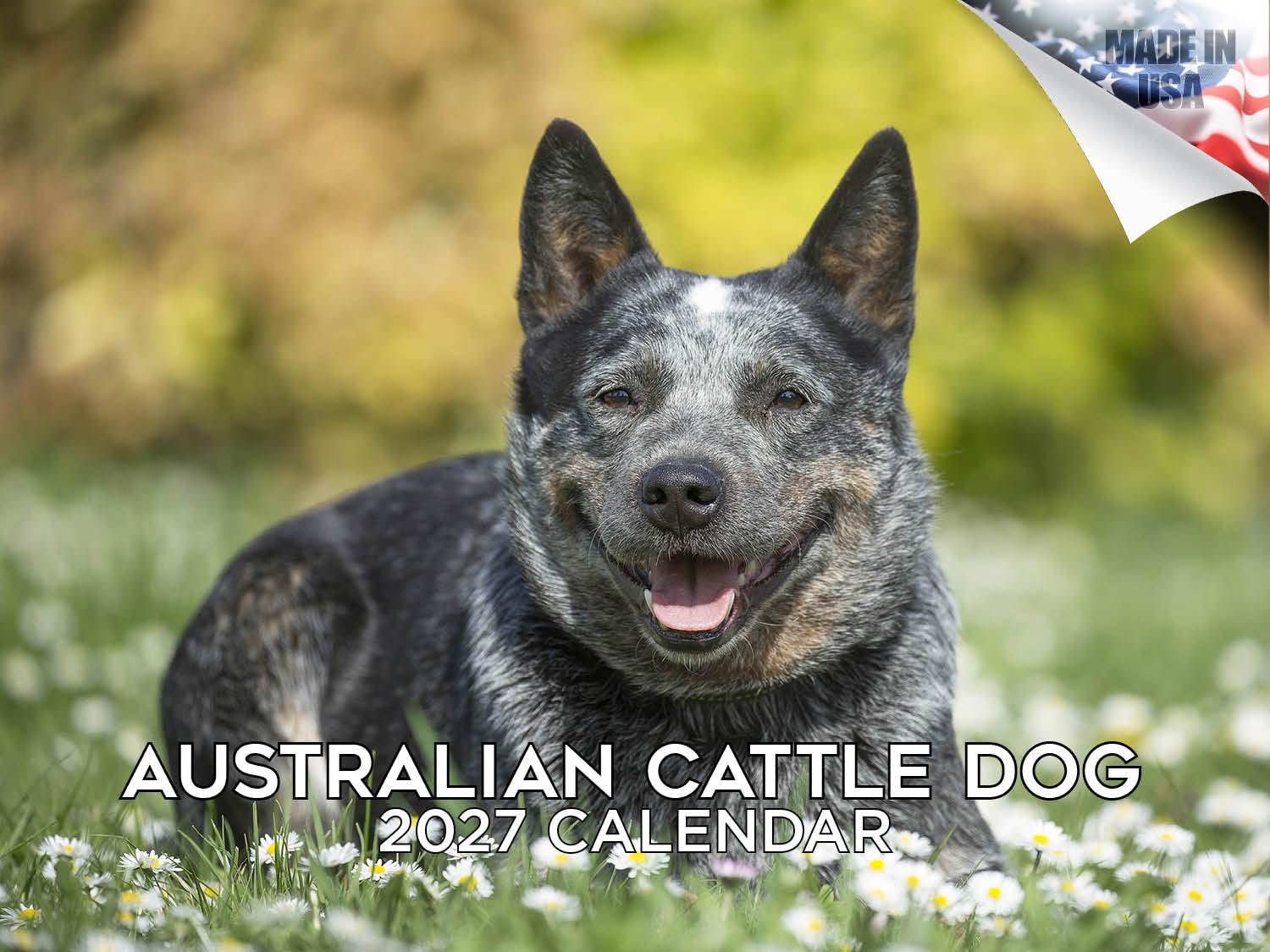 2024 2025 Australian Cattle Dog Calendar - Dog Breed Monthly Wall Calendar - 12 x 18 Open - Thick No-Bleed Paper - Giftable - Academic Teacher's Planner Calendar Organizing & Planning - Made in USA — image 1