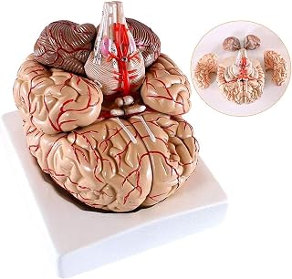 Body Model Human Brain Anatomical Model-Human with Cerebral Artery, Removable Neurology, Internal Medical Model-Medical Aid