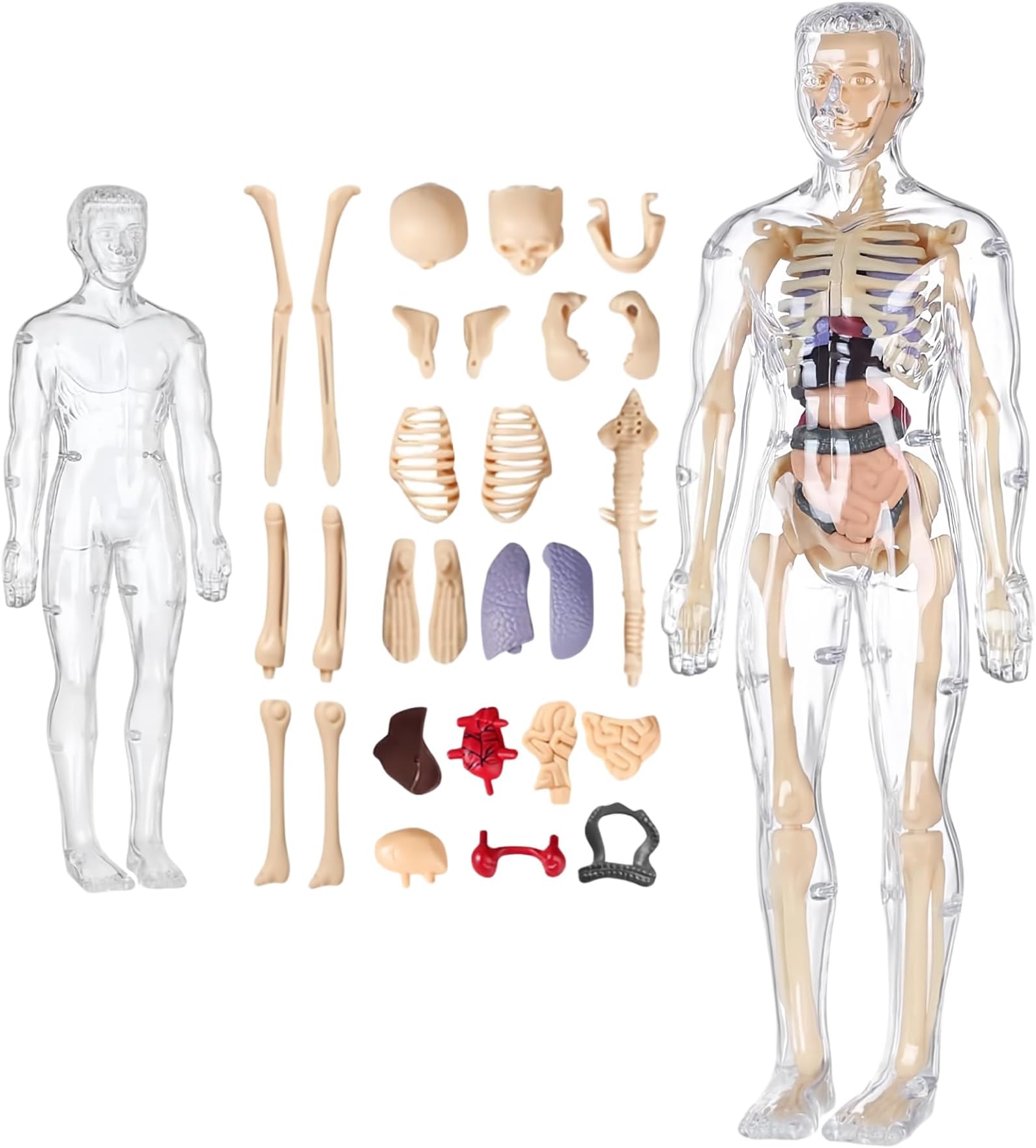 NUDFSY Clear Human Body Structure Model, Human Body Model for Kids for 6+Year, 3D Human Body Structure Model Educational Science Project for Kids, 6 To12 Years Old Nice Birthday Gift for Boys & Girls