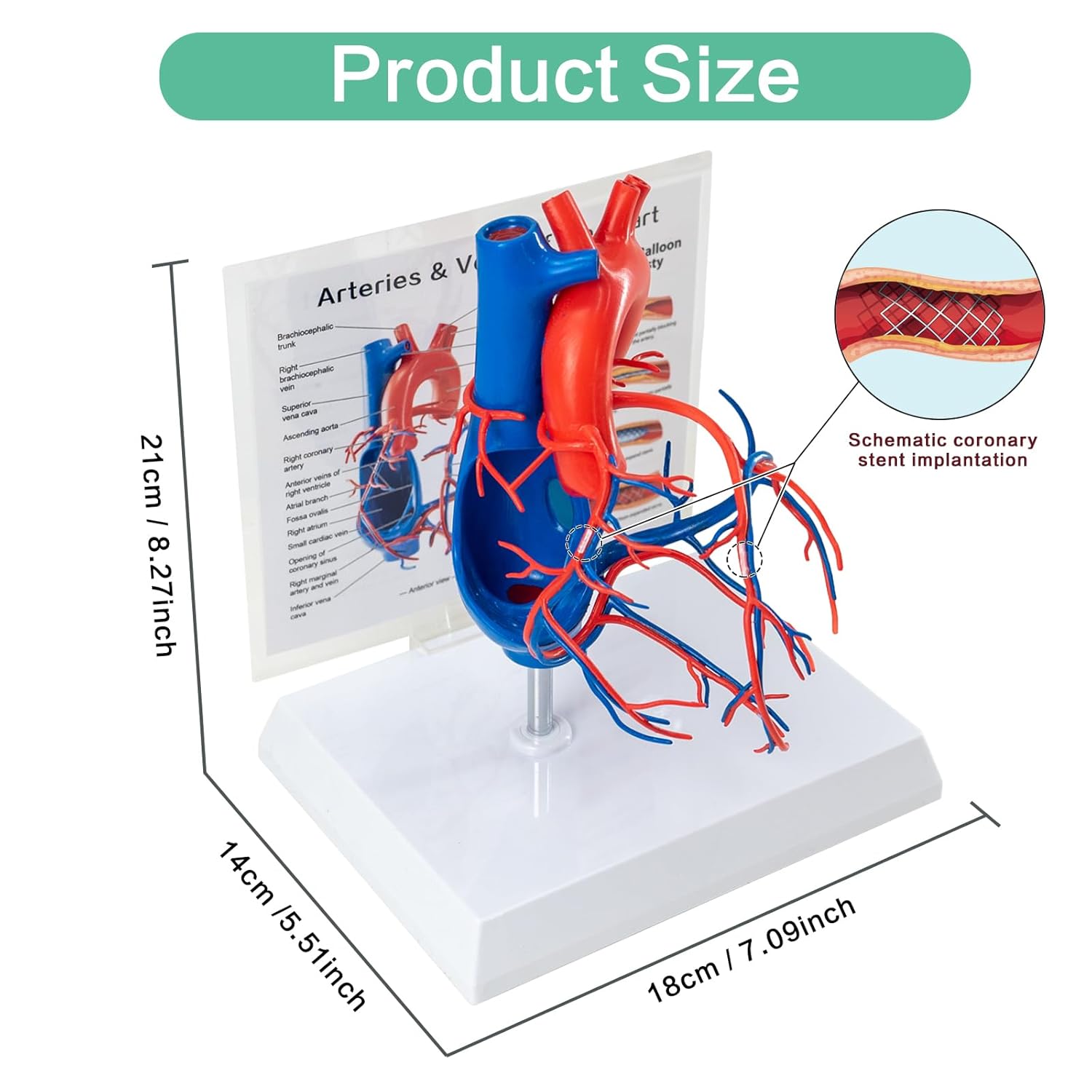 Human Heart Vascular Model, Life Size Cardiovascular Model Showing The Arteries and Veins with Base for Medical Classroom and Cardiology Study