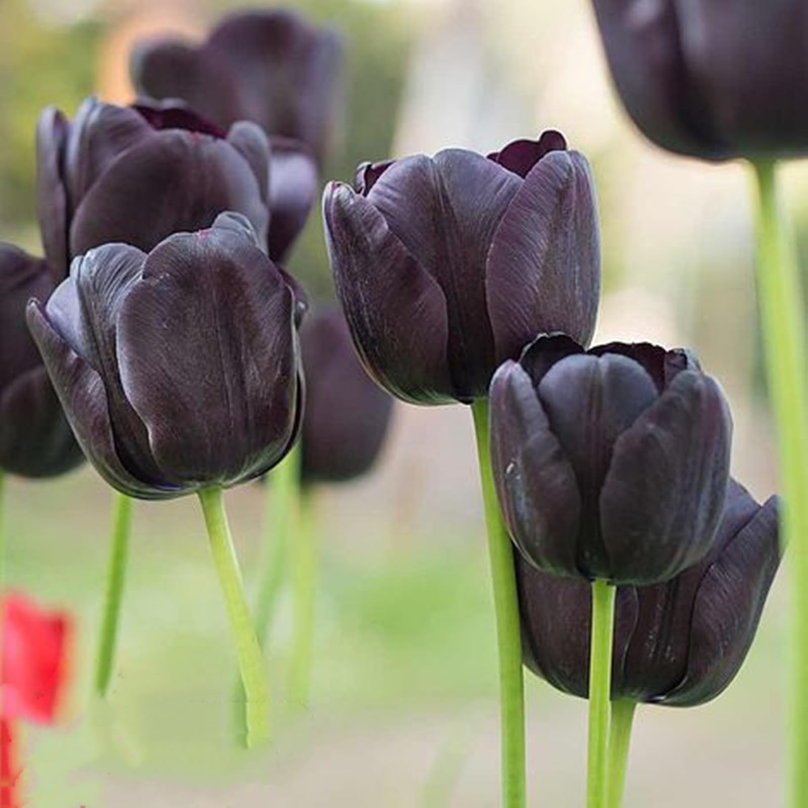 Tulipano Bulbi,Compatti- Naturali, Vitali -Robusti, Freschi-15 Bulbi-F