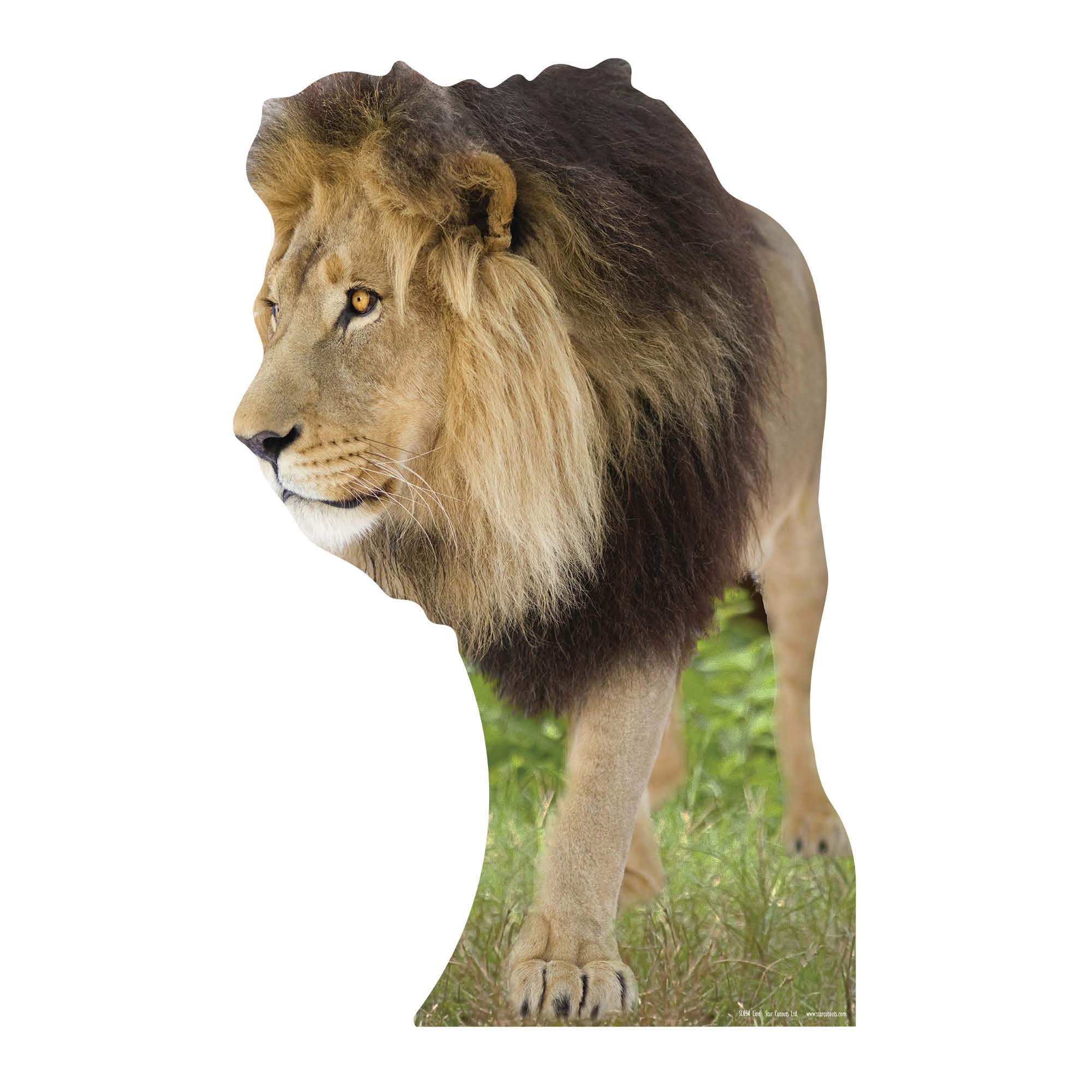 Star Cutouts Cut Out of Lion