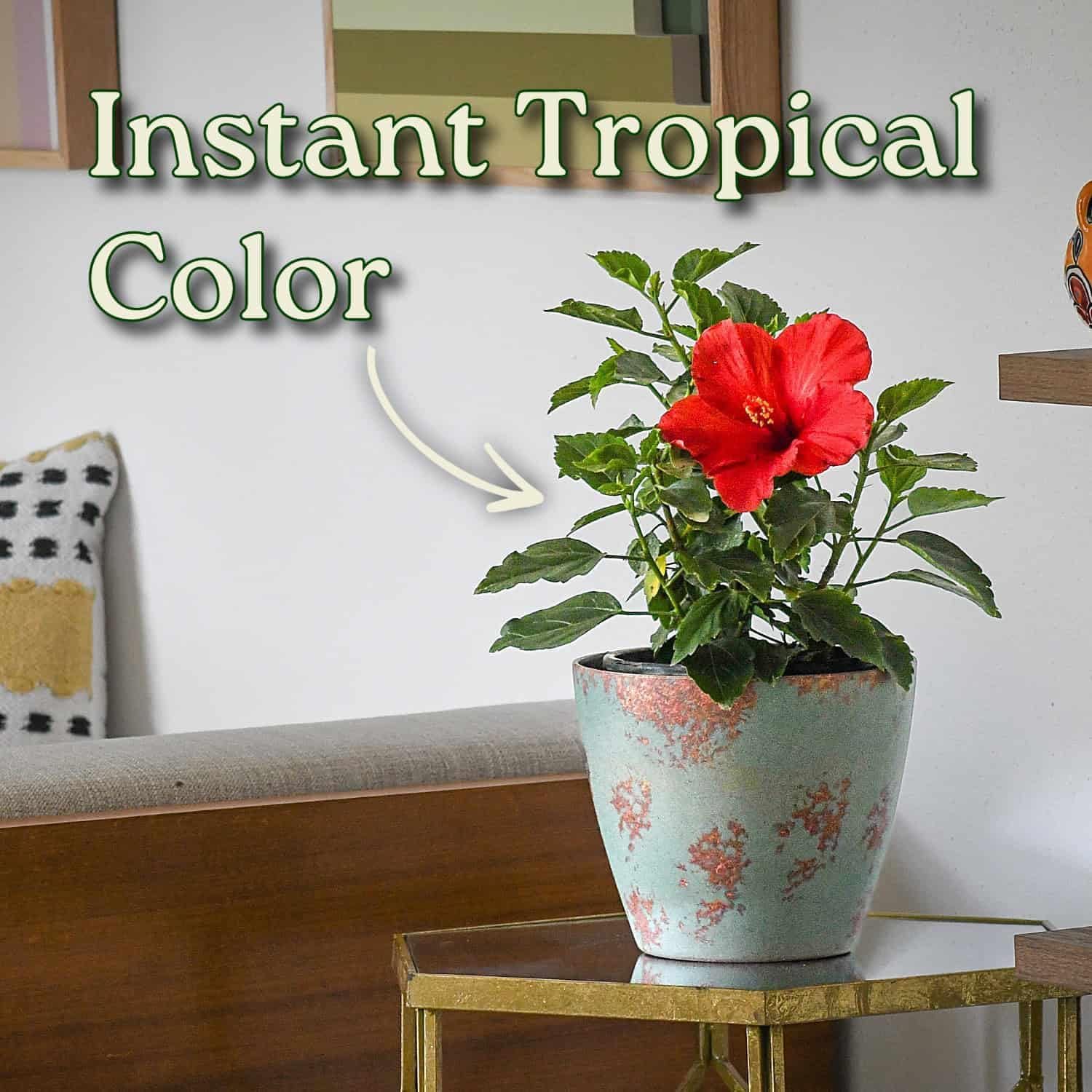 Tropical Plants of Florida - Red Yoder Dwarf Hibiscus Bush - 10" to 14" Overall Height - 1 Gallon Planter (Plant Only)