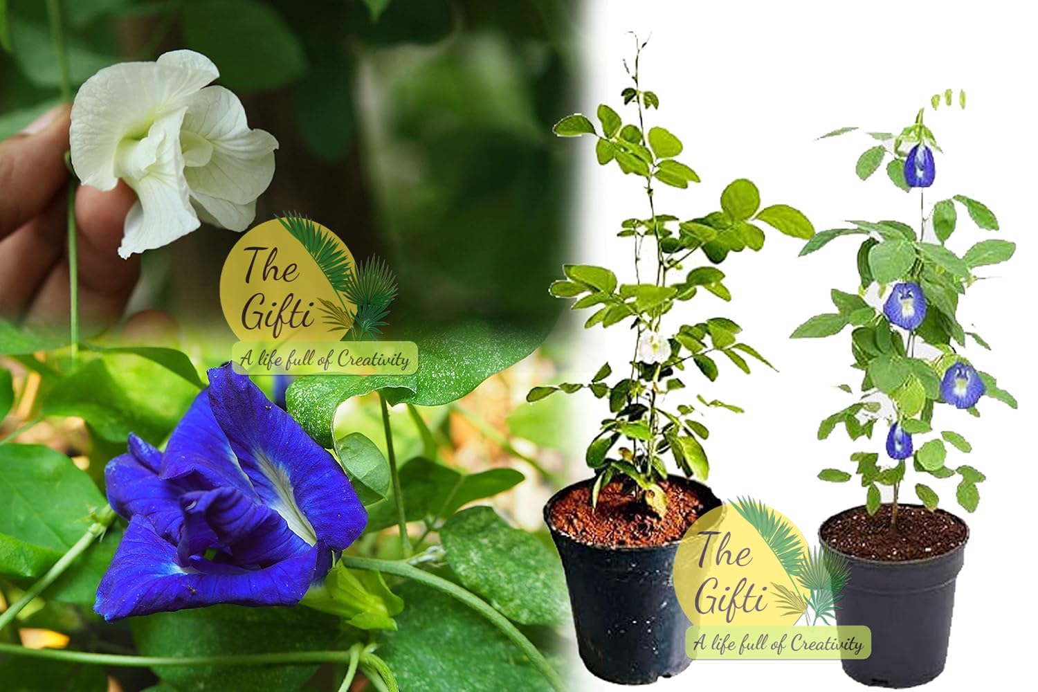 The Gifti® Aparajita Double Flower or Butterfly Pea Flower Live Plant A Must Have for Gardeners (Pack of 2 Flower Plant Blue and White Colour) (B0C3XJJ1LY) Amazon Price History, Amazon Price Tracker
