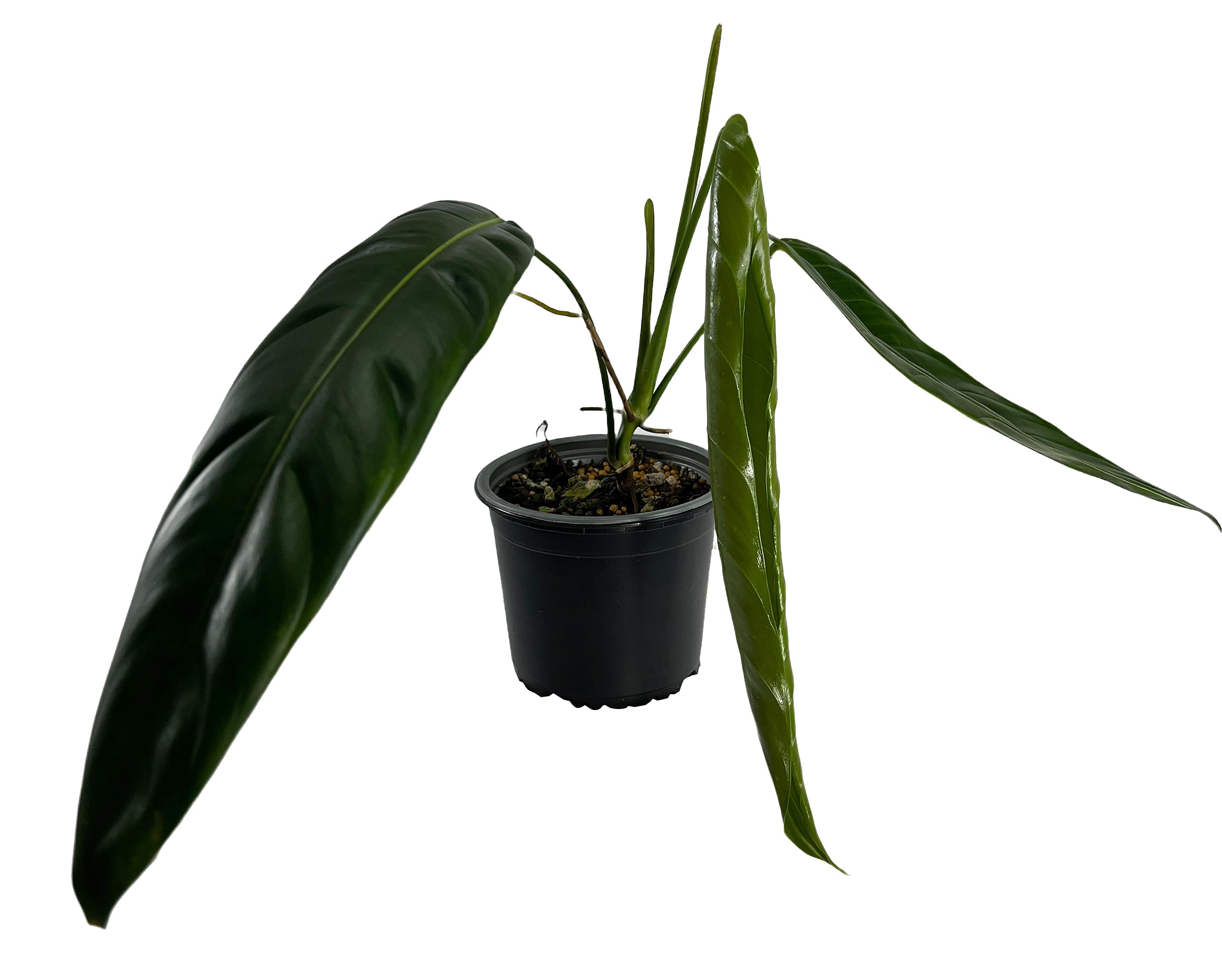 LEAL PLANTS Philodendron Patriciae