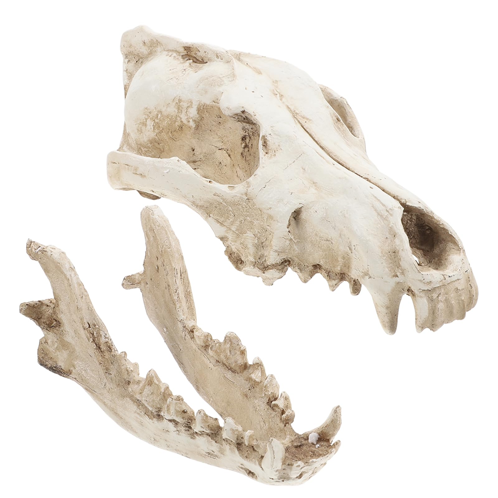 Animaux Animaux Tête de Loup Tête de Loup Squelette Squelette Résine Sculpture Animal Crâne Sculpture pour Enseignement Accessoire Décoration Maison Bureau Reptile Décor Reptile