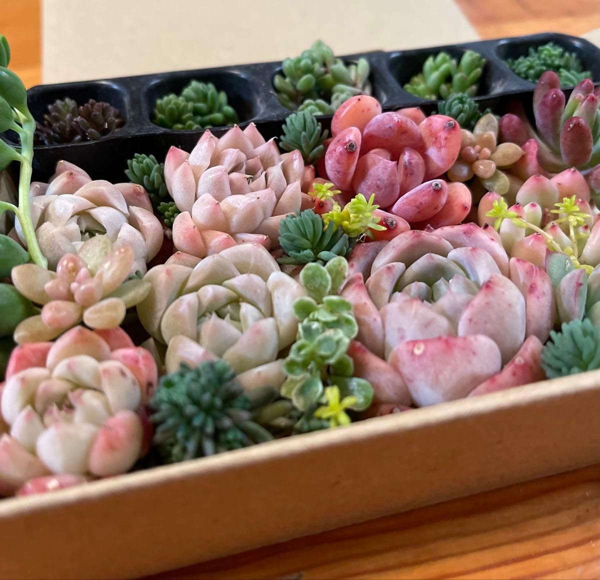 Amazon|エケベリア 多肉植物 ミックス多肉植物 韓国苗 セダム セット Amazon|エケベリア 多肉植物 ミックス多肉植物 韓国苗 セダム セット