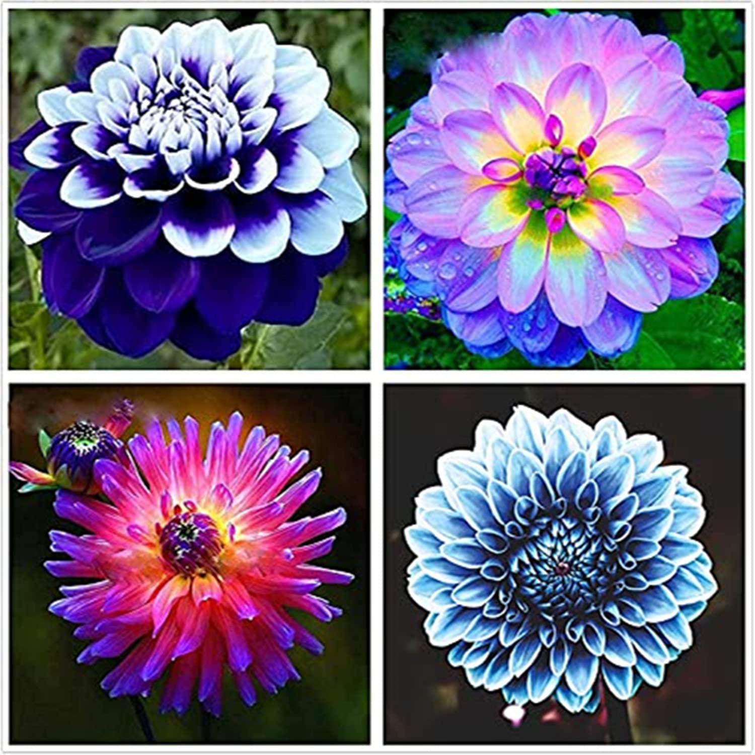 Dahlia Bulbs, Easy Plant, Exotic, Suitable, Easy to Plant, Plant Bulbs, Now UK/Greening Flower/Good for Containers/Natural Organic/Strong Plant, Rare Plants, Excellent Display, 10bulbs-G