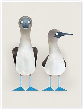 Posterlounge Blue-Footed Boobies Poster
