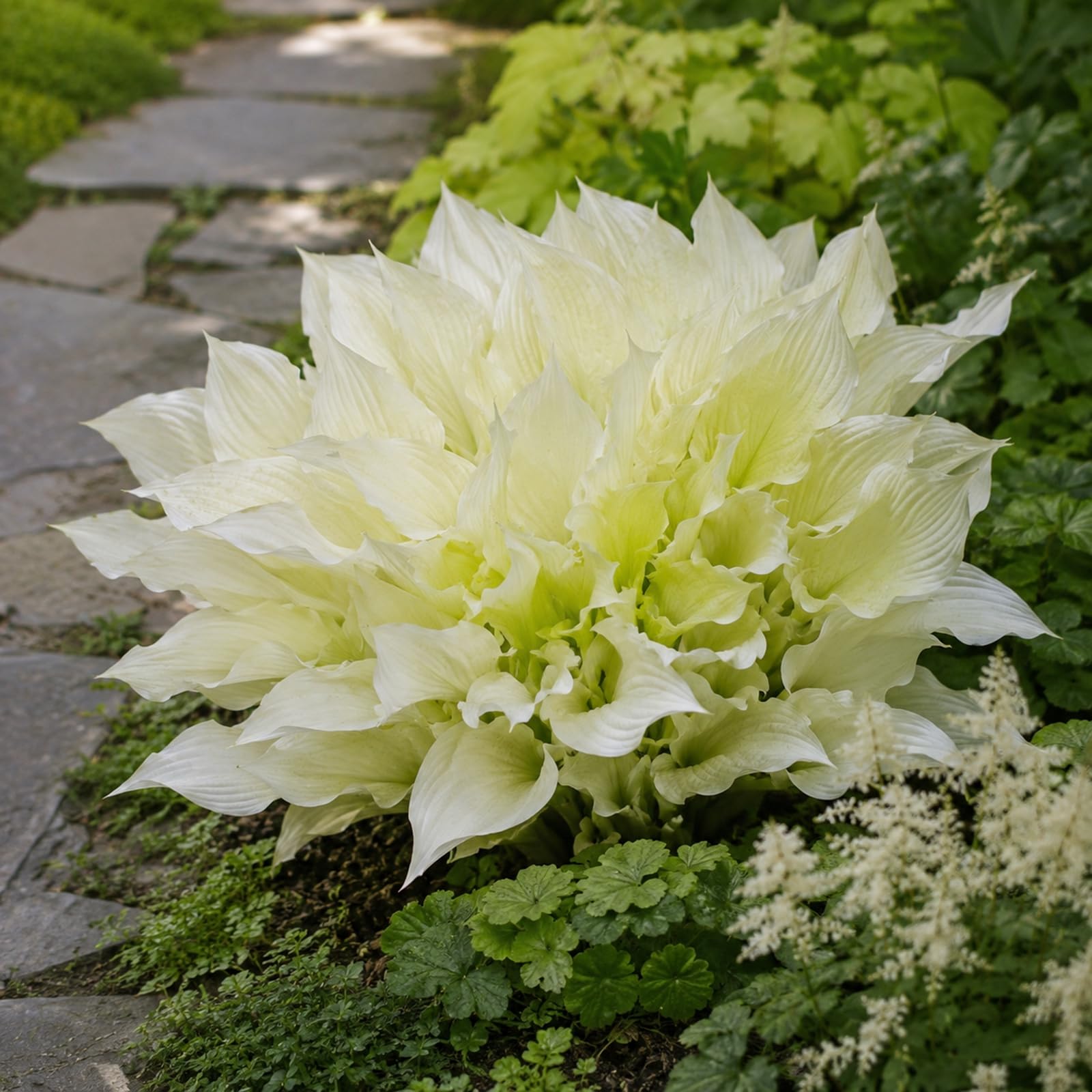 Perennial-Hosta Bulbs for Planting Now UK, Excellent Display -white-10 Bulbs