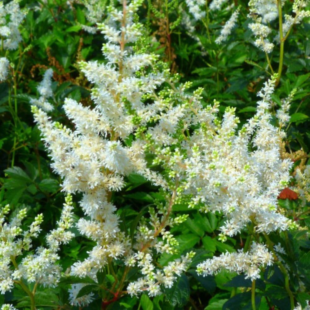 Astilbe x arendsii 'Weisse Gloria' - Showy White Plumes for Late Summer Displays – 1x 9cm Potted Plant by Thompson & Morgan