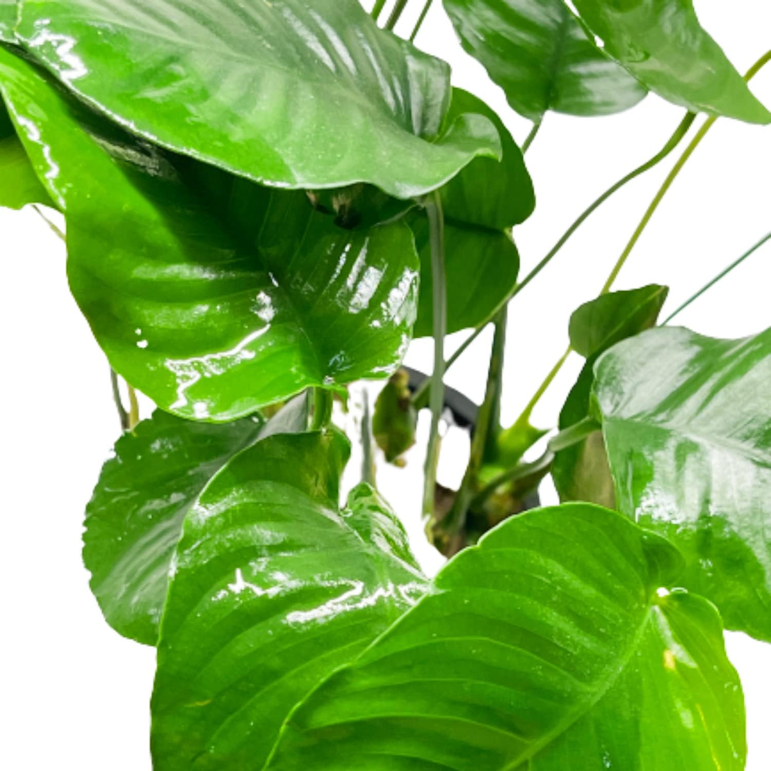 Anubias Barteri Striped Mother Potted XXL Live Aquarium Plant Tropical Freshwater Decorations