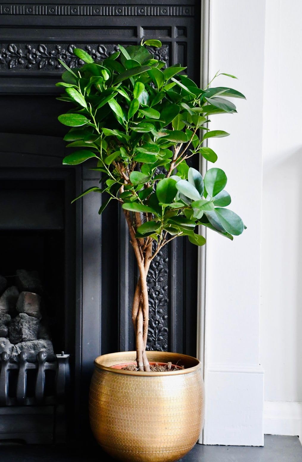 Ficus Microcarpa Live Plant (Chinese Banyan Bonsai Indoor Green Decorative Tree) Suitable for Home Decor, Office Desk and Indoor Placement, Pack Of 1-image-42