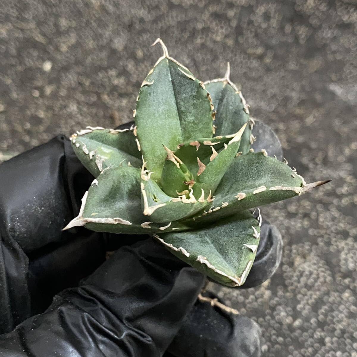 Amazon.co.jp: 多肉植物アガベ チタノタ 海王小株 4株同梱 発根済  