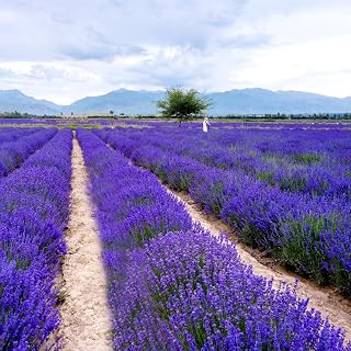 4000+ English Lavender Flower Seeds for Planting -Purple Blooms for Garden- Attracts Pollinating Insects