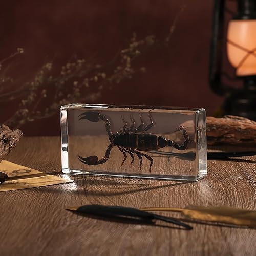 Miniatura 23 de Espécimen de esqueleto de murciélago real en resina para educación científica en el aula, gran regalo para fanáticos de la taxidermia, cráneo