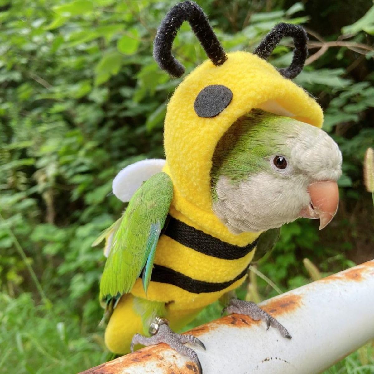 Bird Clothes - Handmade Cotton Bee Costume Hoodie Shirt Flight Suit for Parrots African Greys Cockatiel Conure Macaw Bird Supplies (with Diaper,S)